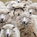 オオカミとヒツジの話にキャズムを振りかけて召し上がれ