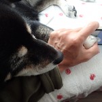 犬の肉球でiPhone6の指紋認証Touch IDが登録完了。これでいつでもロック解除してもらえる